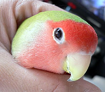 �ڂ��A�Ȃ�ɂ����ĂȂ�����I