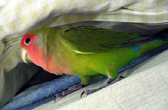 �}�}�A�R�R�Ńl���l���Ă��ł���H