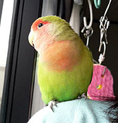 �}�}���I�N���V�тɗ��Ă����I