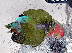 �ڂ��́A�^�~�ł������Ő����т���I