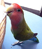 ���������A�܂��I��Ȃ��̂��H