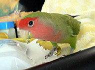 �}�}�̖����ƂȂ񂾂�B�}�}�́A�ڂ������Ȃ��ƃ_���Ȃ񂾂��I