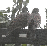 �x�����_�ɗ���A�n�g����܂ŁE�E�E����܂�����B�B