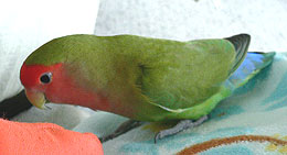 �����ƁA�V�т��������Ȃ��`�B�B