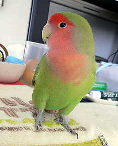 �p�p�A�ڂ��̂��ƍl���Ă�́H