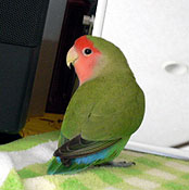 ������A���̒��ɂ����ł���H