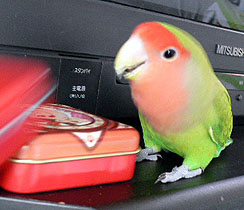 ���[������I���̃J���A�|�C�b�I���Ă����Ⴄ������I