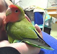 �������Ăڂ����ŕa���Ă����Ȃ��ƁA����Ȃ��񂾂��B