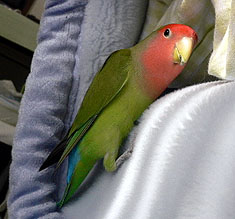 ���͊�������A�ѕz�̒��ɂ������̂��`