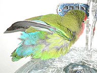 �W���o�W���o���āA�L���C���Ȃ��`