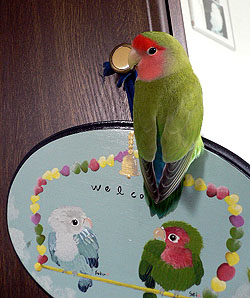 �ڂ��ƃ}�}�́A�����A�ӂ����˂������ƁA��������B