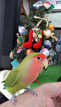 �c���[�A�����ł�����I