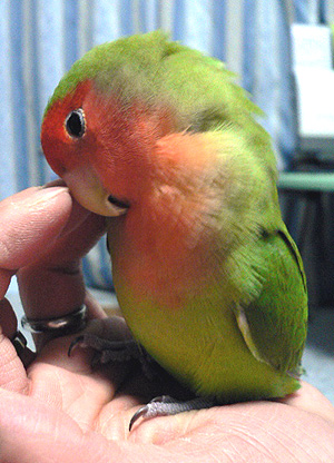 ���N�́A����΂낧�[�˂��`