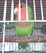 �܂܁A���͂悧�`