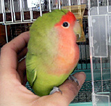 �����܂��āA���߂łƂ��@�Ȃ́H