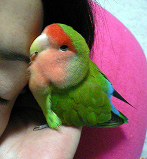 �Ȃ񂾂悧�`�}�}�Ƃ˂�˂񂷂�񂾂��炟�`