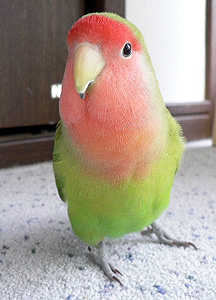 �����A�����͂���A�������Ȃ́H