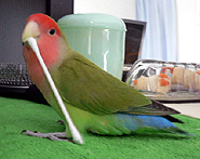 �R�����A�H�ׂ�邩�Ȃ��H