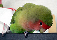 �m�[�g�A��낿�����˂������܁[�����B