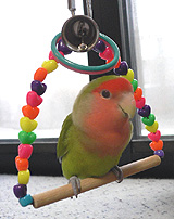 �u�����R�A����[���ł���`