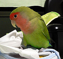 ��������A�ڂ����g���Ă݂����ȁ[