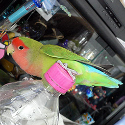 �}�}�A�����ƗV�ڂ��悧�`�I