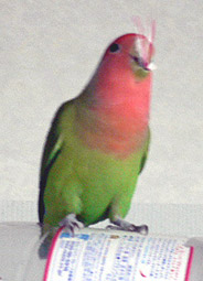 �悭�킩��Ȃ������[��