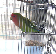 �����ƁA�S�n���H�ׂĂ���