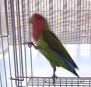 ���x�́A�������ނ񂾁B