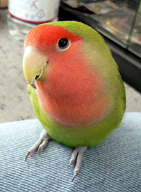 �}�}�H�����A�ڂ������̃}�}�H