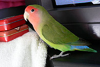 �}�}�̂���̃J���B���ׂ̗��v�����^�[�B