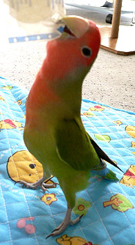 �΂񂻂��̎��A�_�C�X�L�`��