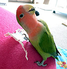 �����̓S�L�Q���Ȃ񂾂˂��