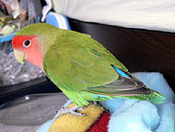 �}�}�[�A�V�����l���l�ɂ��Ă悧�`