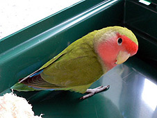 ����A�ڂ��̐V�����l���l�H�ȁ[�񂩂݊o������Ȃ��`�B�B