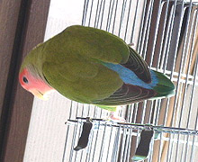 ���񂤂�A�O�̂��C�C�����H