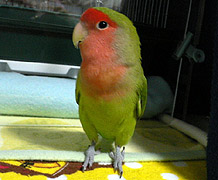 �܂܂��A�L�O�B�e�ˁ�