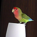 �X�g�b�v�I���Č������H