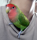 �ڂ��A�����q�ɂȂ�����������I