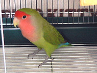 �܂��A�������������Ȃ��悧�`