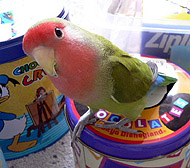 �ڂ��̐V�����S�n���A�l�ւ�����