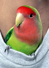 �ڂ��́A�����}�}�Ƃ��������