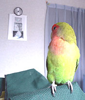 ���˂������A���ꂩ�爧���ɍs����I