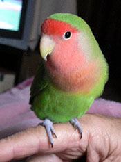 �����A���˂������A���������I���C���������H