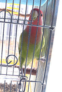 �����[�Ё[�ڂ����A����Ȃ��悧�`�o���ā`�`�`�I