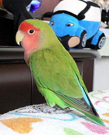 �}�}�I�C�C�R���Ă邩��A���[�[�[���ς��撣���ė��Ă�I