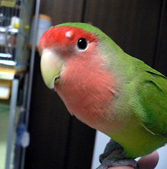 �J�~�i�����A���H�̕�����ς��悧�H