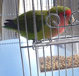 �S�n���A���������`�񂾂��`��