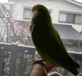 ���N���A�E���̂��Ԃ��炫�o���܂�����