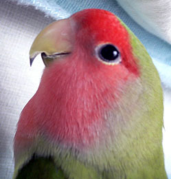 �E�E�E�����ۂ��́A�킩�那�H